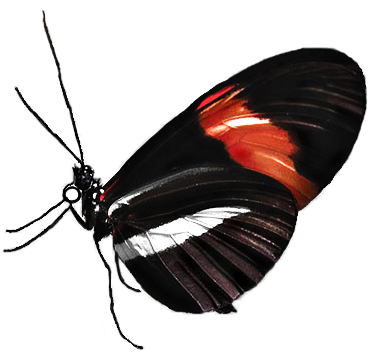 longwing butterfly graphic